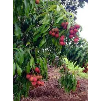 Originating Litchi Plant